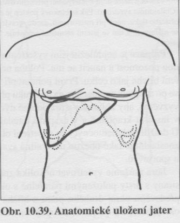 Anatomická lokalizace jater II.jpg